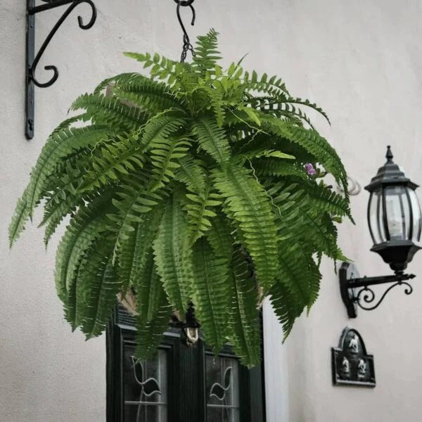 Maqiato | Artificial Boston Fern
