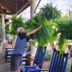 Maqiato | Artificial Boston Fern for Outdoor Decor