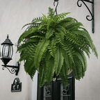 Maqiato | Artificial Boston Fern for Outdoor Decor