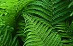 Maqiato | Artificial Boston Fern for Outdoor Decor