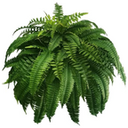Maqiato | Artificial Boston Fern for Outdoor Decor