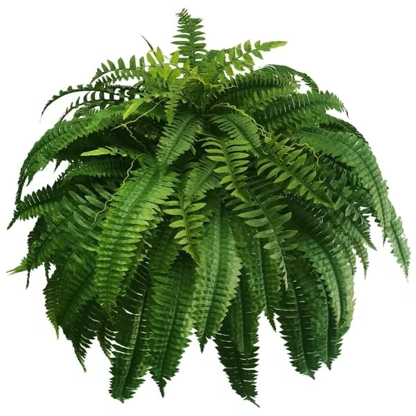 Maqiato | Artificial Boston Fern for Outdoor Decor