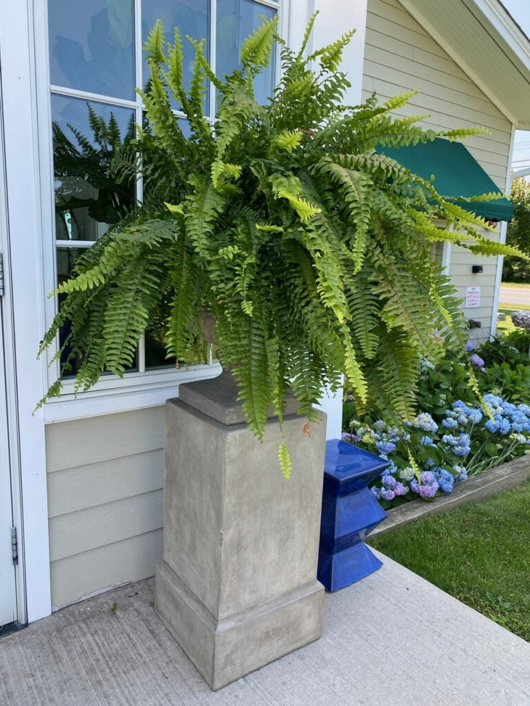 Maqiato | Artificial Boston Fern for Outdoor Decor